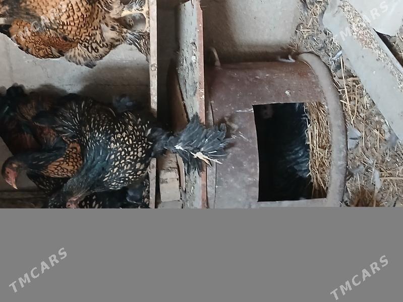 kurk induk - Кака - img 2