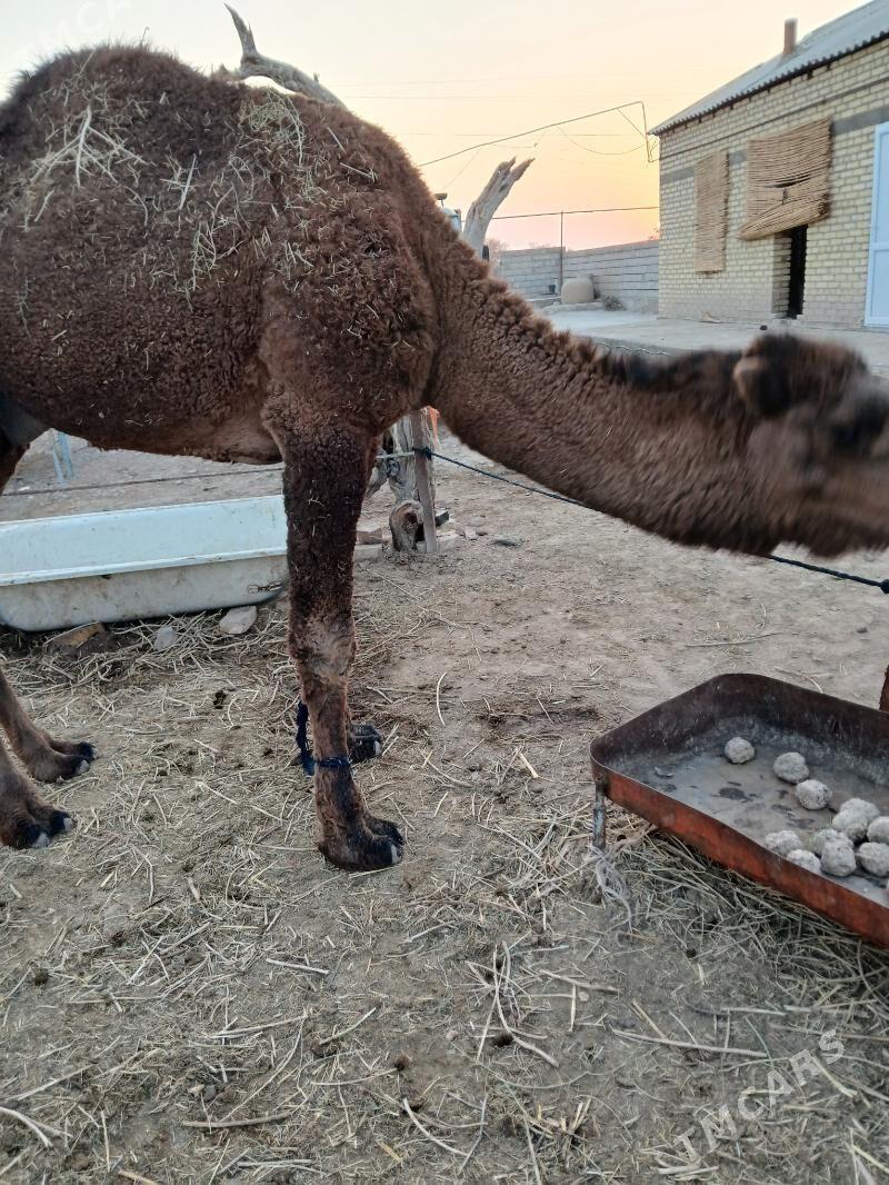 duye - Теджен - img 3