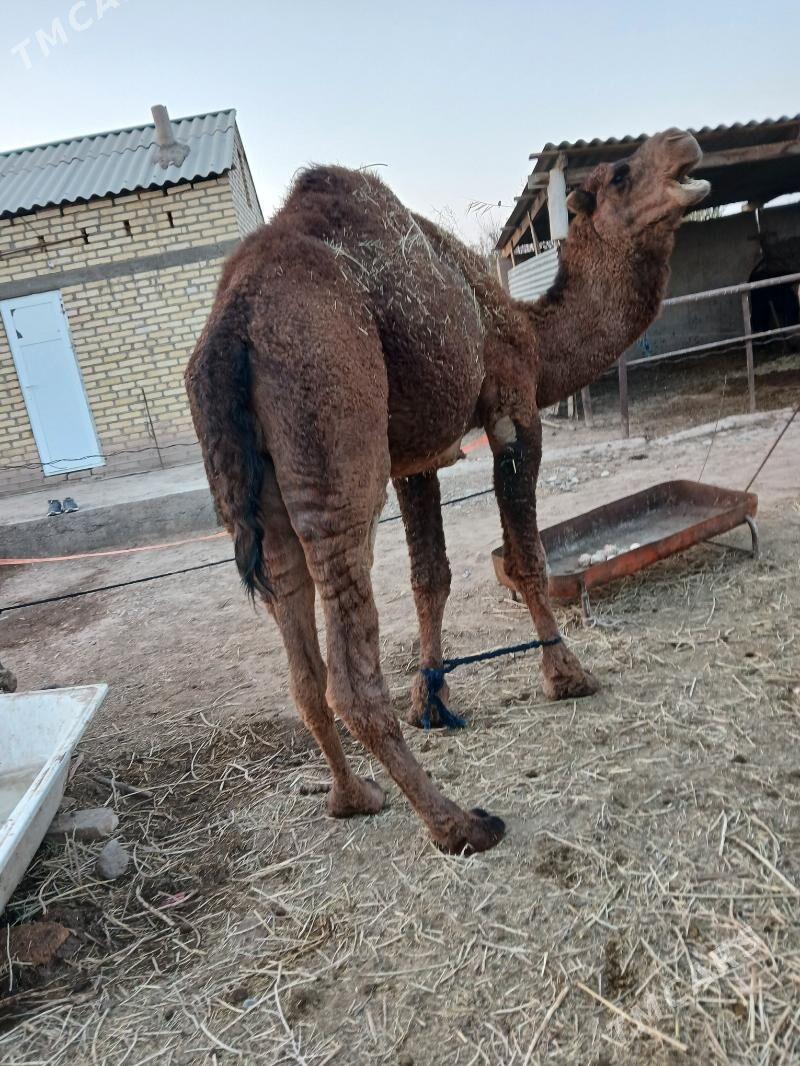 duye - Теджен - img 4