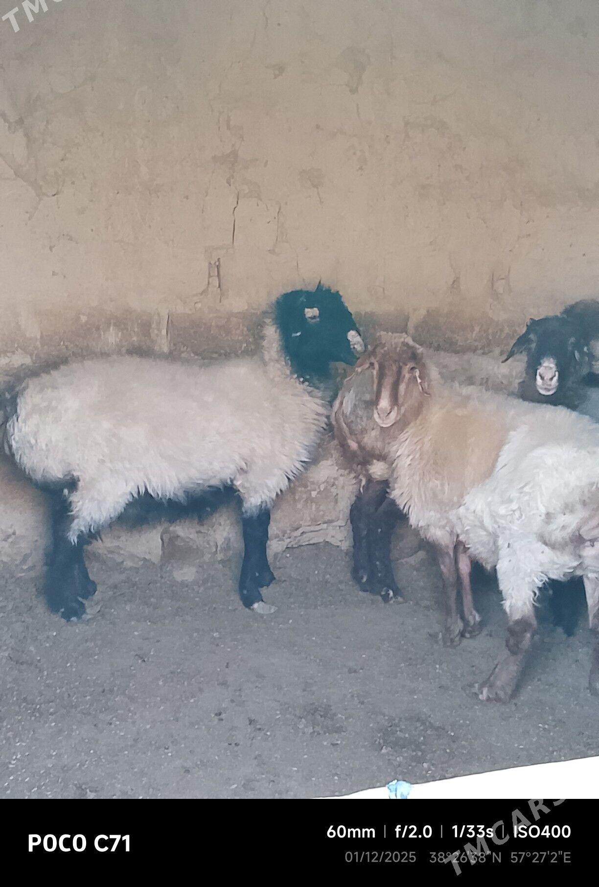 goyunlar - Бахарден - img 1