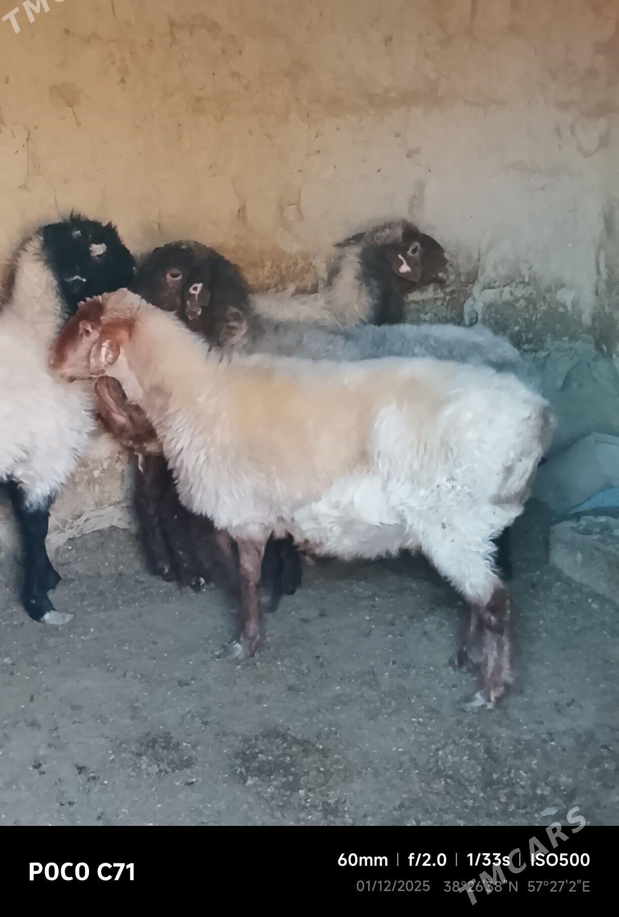 goyunlar - Бахарден - img 2