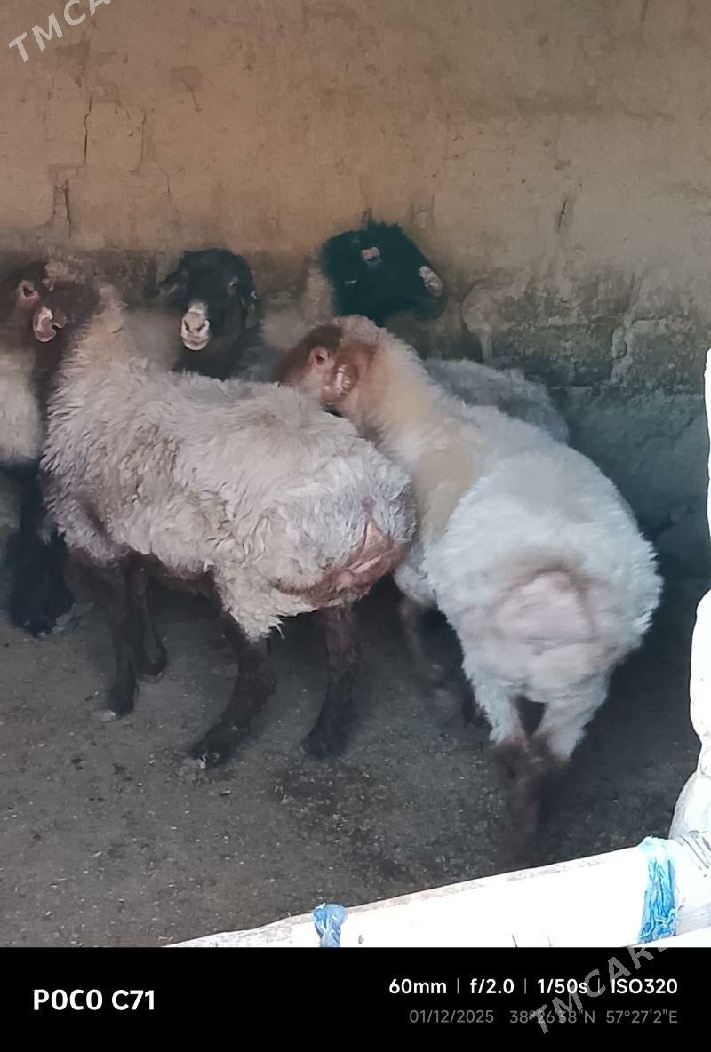 goyunlar - Бахарден - img 3