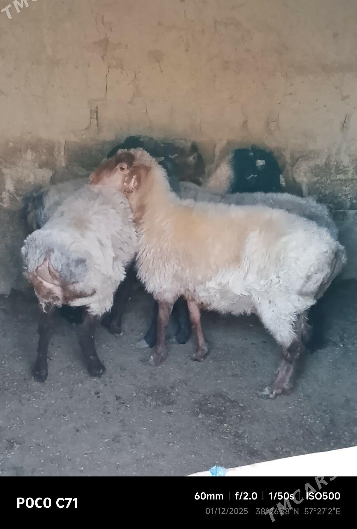 goyunlar - Бахарден - img 4