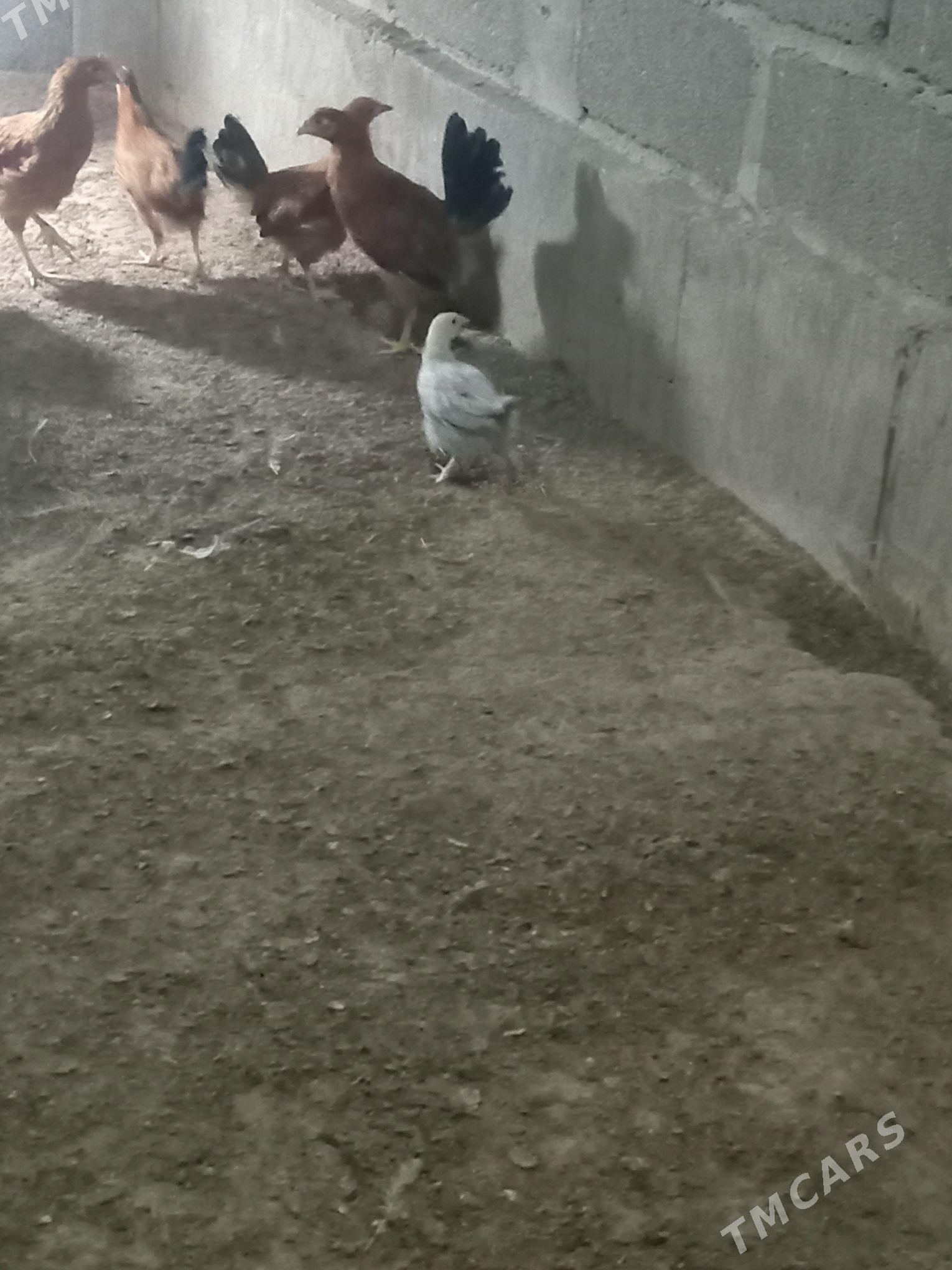 karlik jüje - Кака - img 4