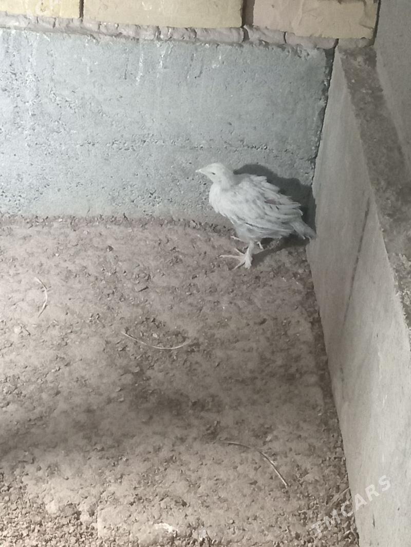 karlik jüje - Кака - img 2