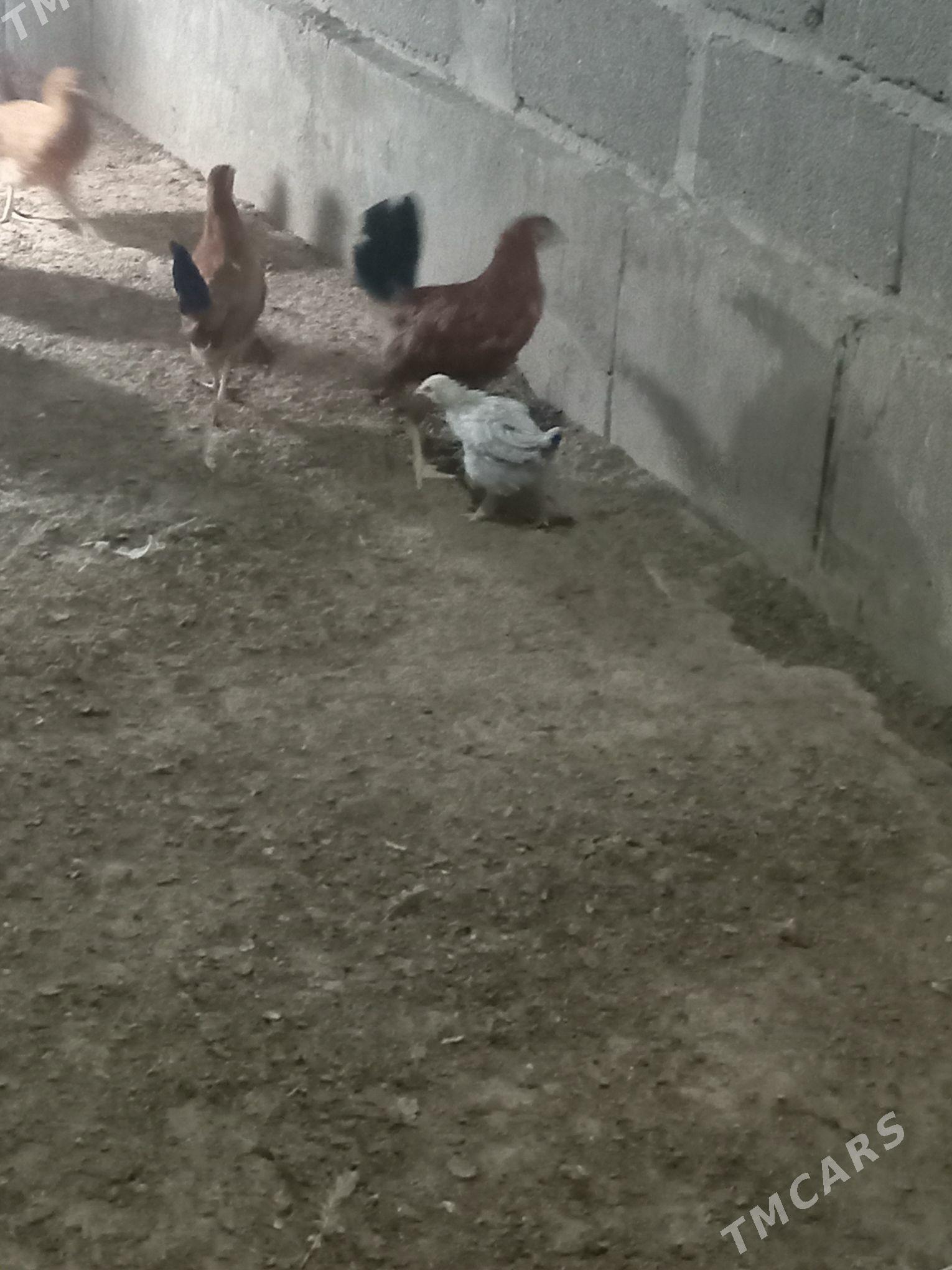 karlik jüje - Кака - img 5