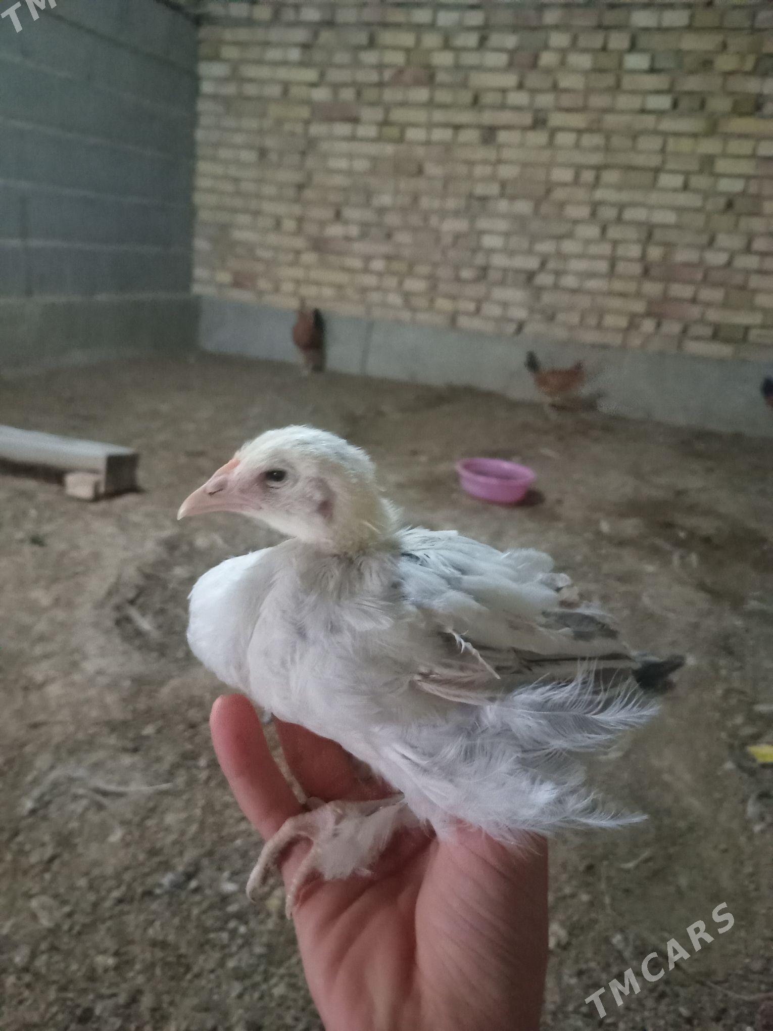 karlik jüje - Кака - img 8