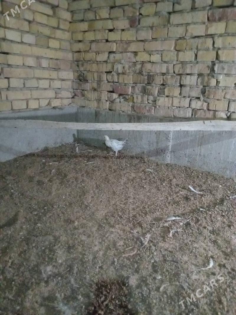 karlik jüje - Кака - img 10