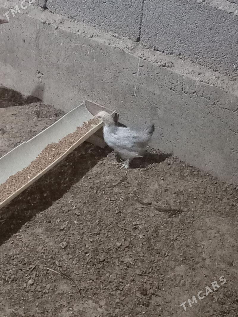 karlik jüje - Кака - img 6