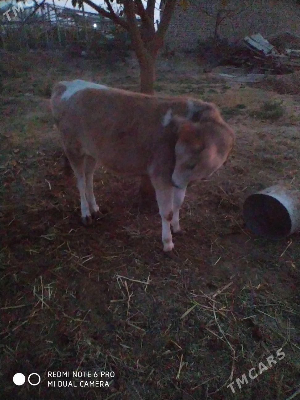 tuwe - Гёкдепе - img 2