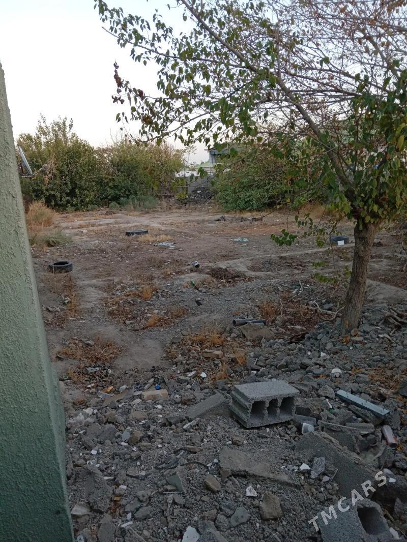 Akdasayak mellek - Büzmeýin - img 2