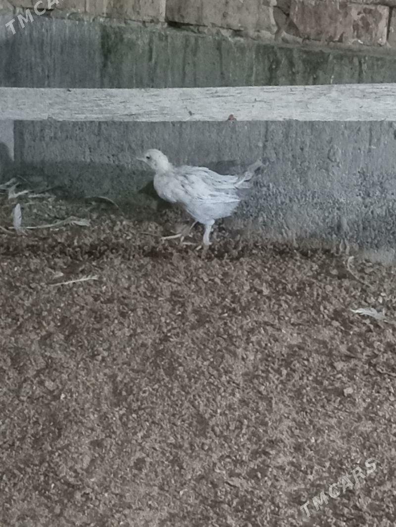 karlik jüje - Кака - img 9