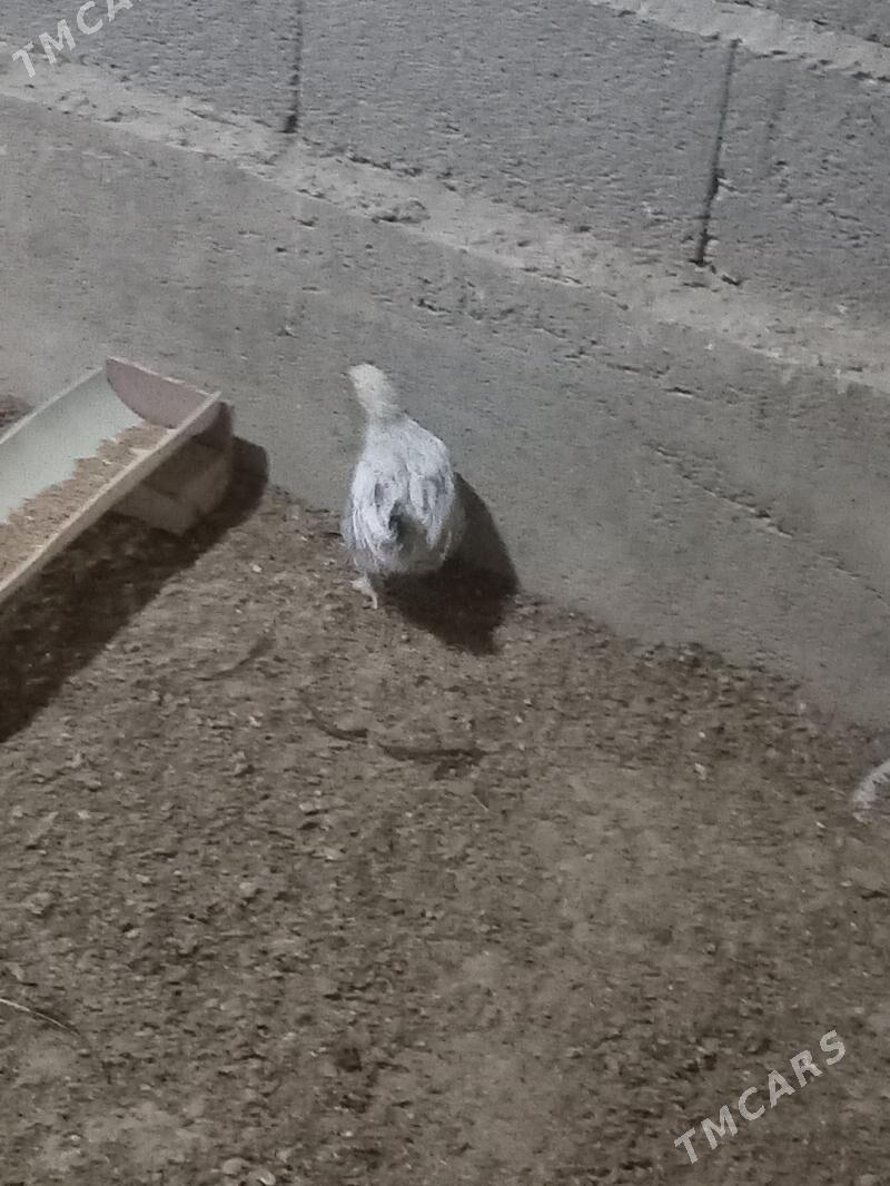 karlik jüje - Кака - img 7