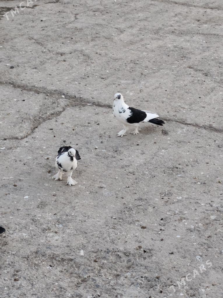 kepderi - Бузмеин - img 3