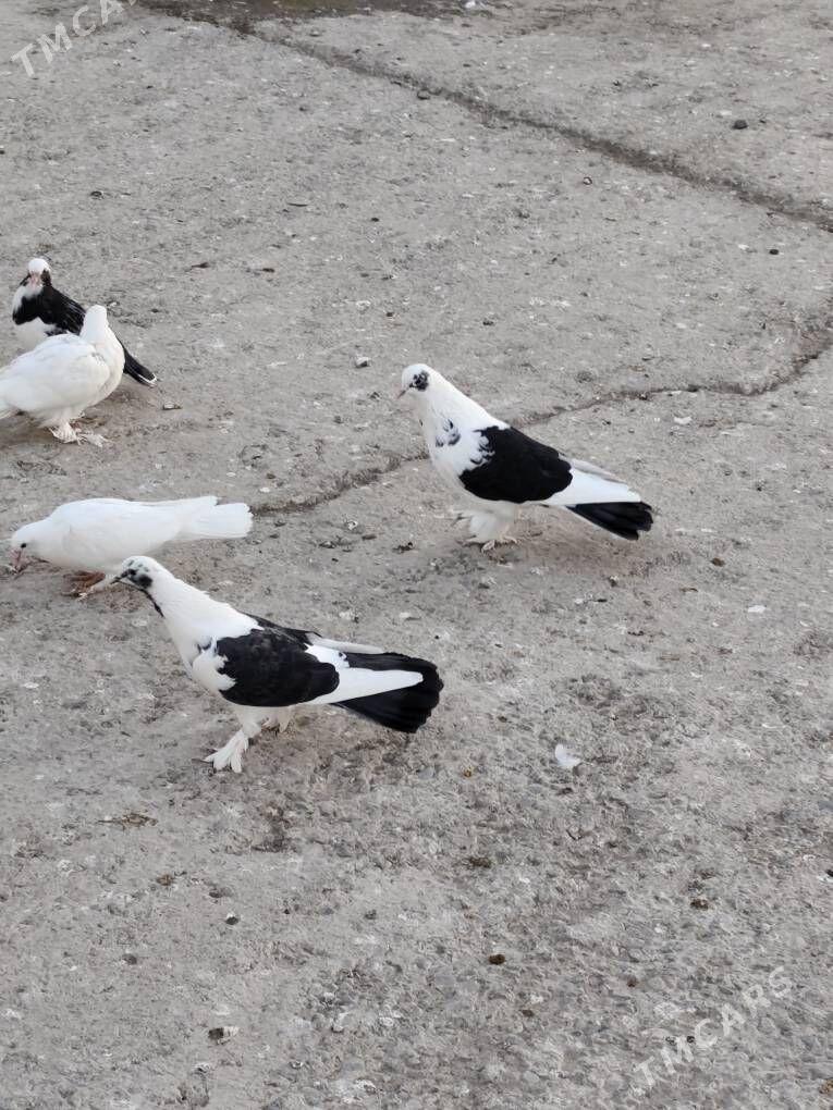 kepderi - Бузмеин - img 2