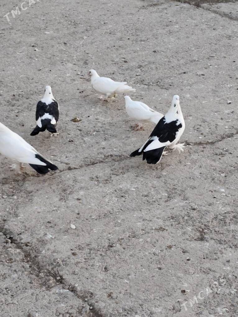 kepderi - Бузмеин - img 1