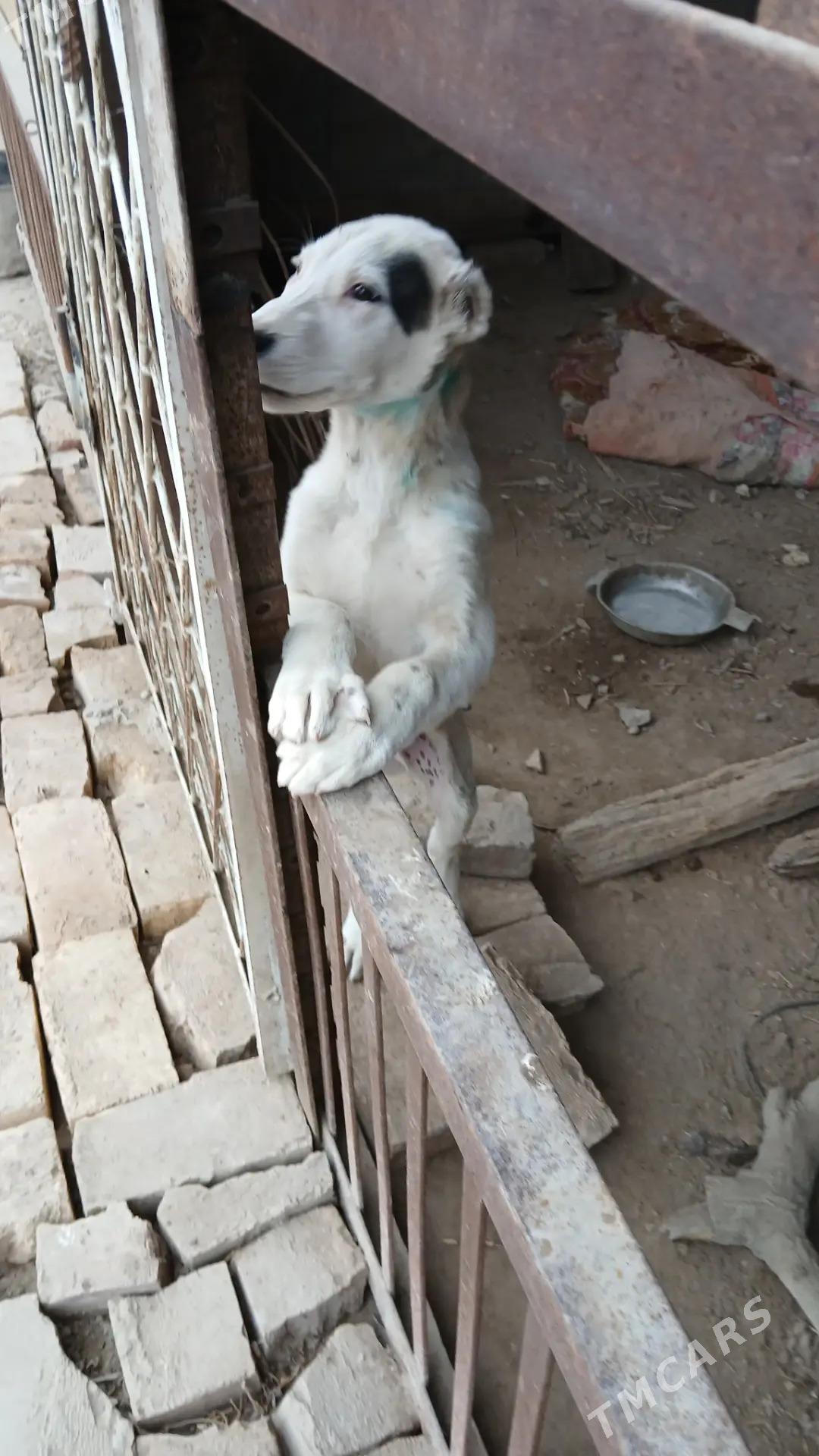 Chopan gujuk 3 aylyk - Türkmenabat - img 2