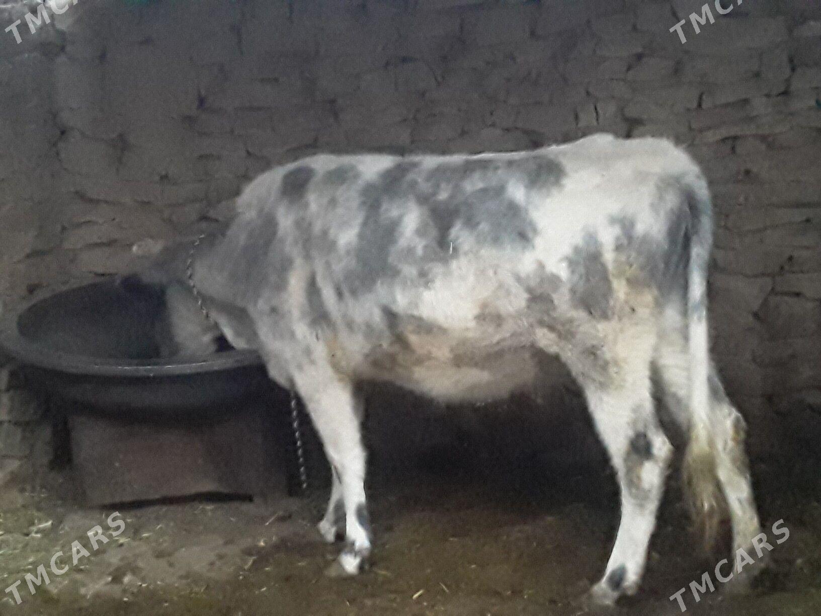 bakily sygyr ve öküz - Магданлы - img 3