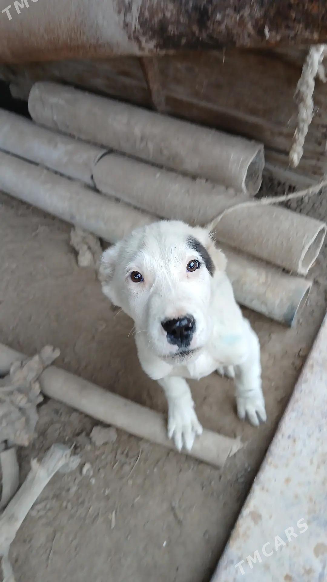 Chopan gujuk 3 aylyk - Türkmenabat - img 3