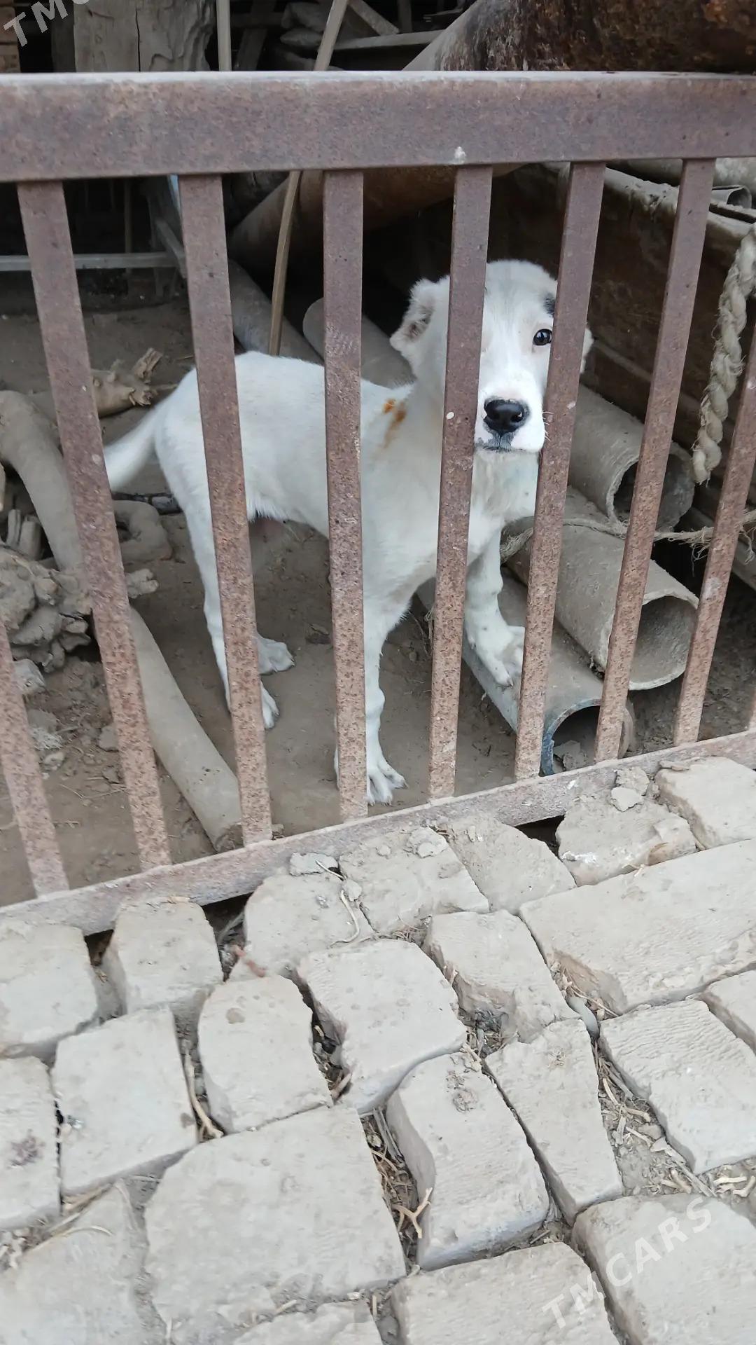 Chopan gujuk 3 aylyk - Türkmenabat - img 4