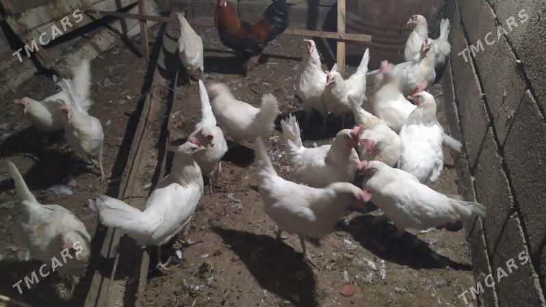 ak towuk - Gyzylarbat - img 2