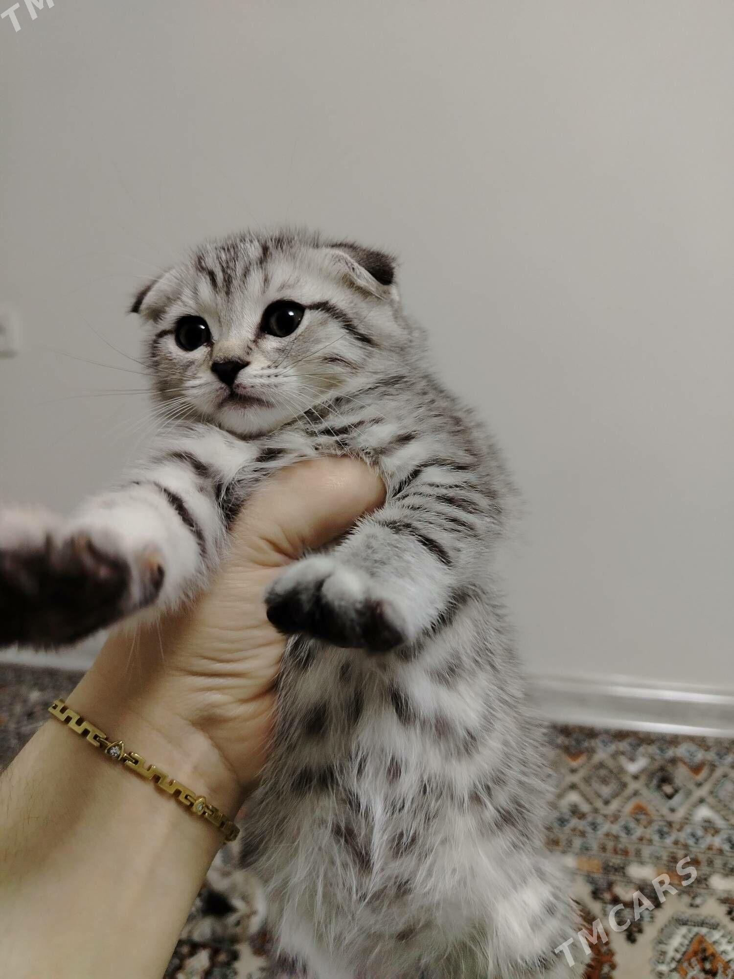 Paroda pisik - Балканабат - img 9