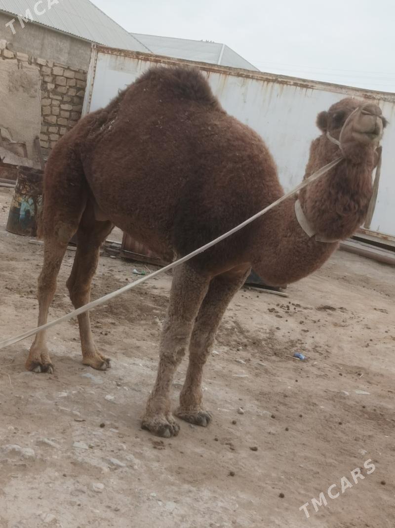 Howir Erkek - Гумдаг - img 3