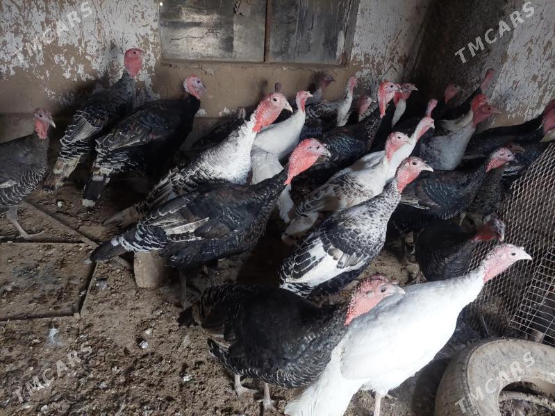 İNDUKLAR - Tejen - img 4