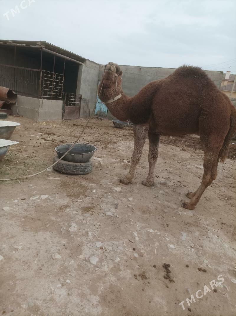 Howir Erkek - Гумдаг - img 4