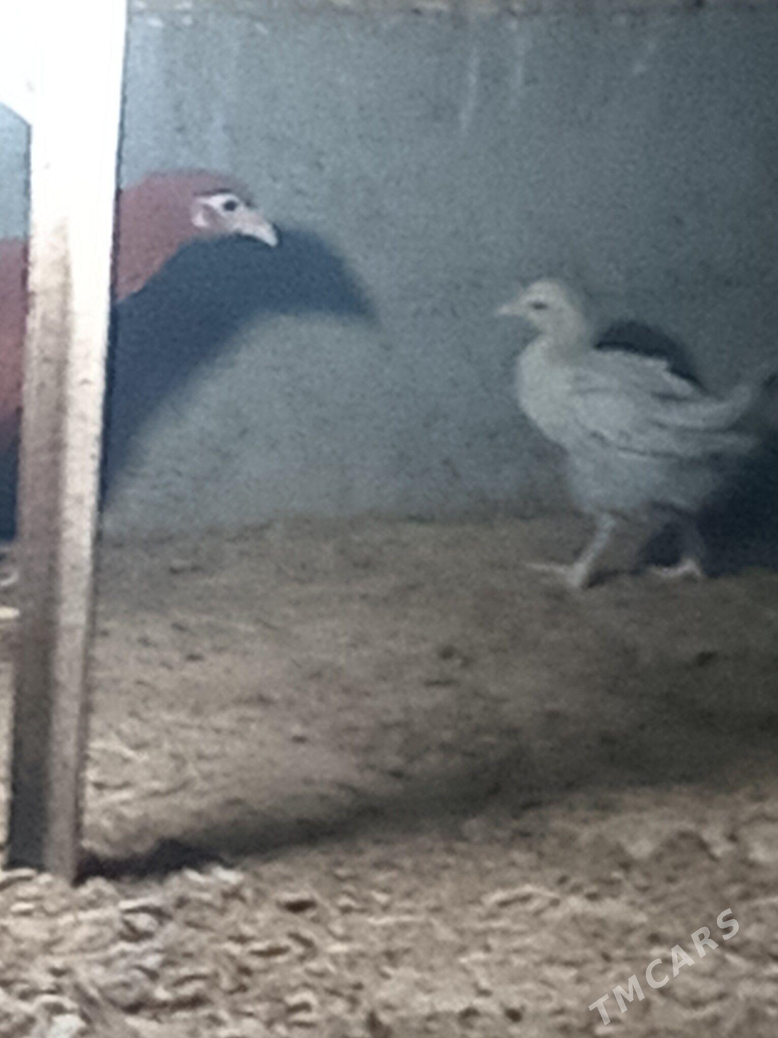 karlik jüje - Кака - img 3