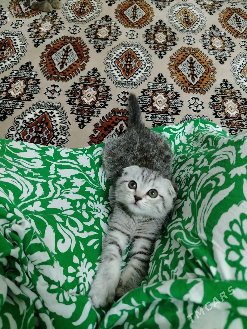 Paroda pisik - Балканабат - img 6