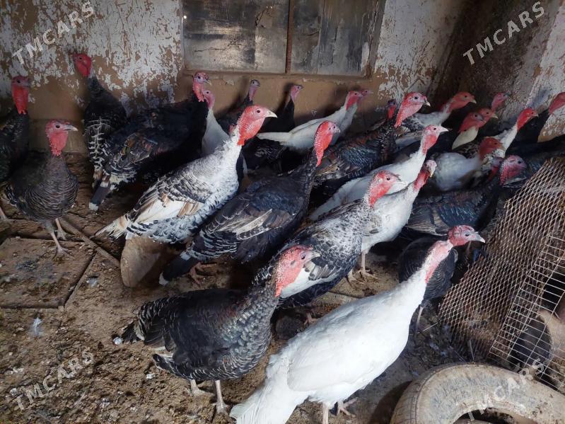 İNDUKLAR - Tejen - img 2