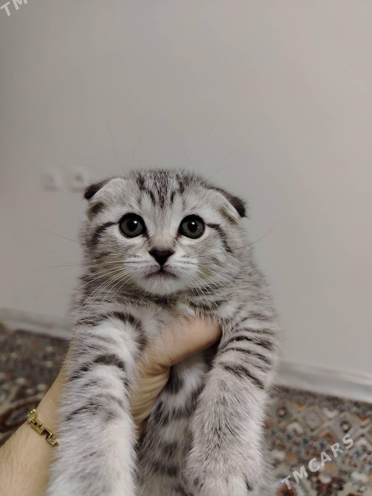 Paroda pisik - Балканабат - img 8