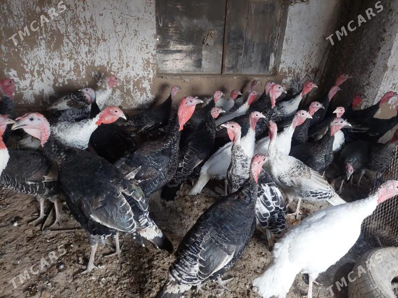 İNDUKLAR - Tejen - img 3