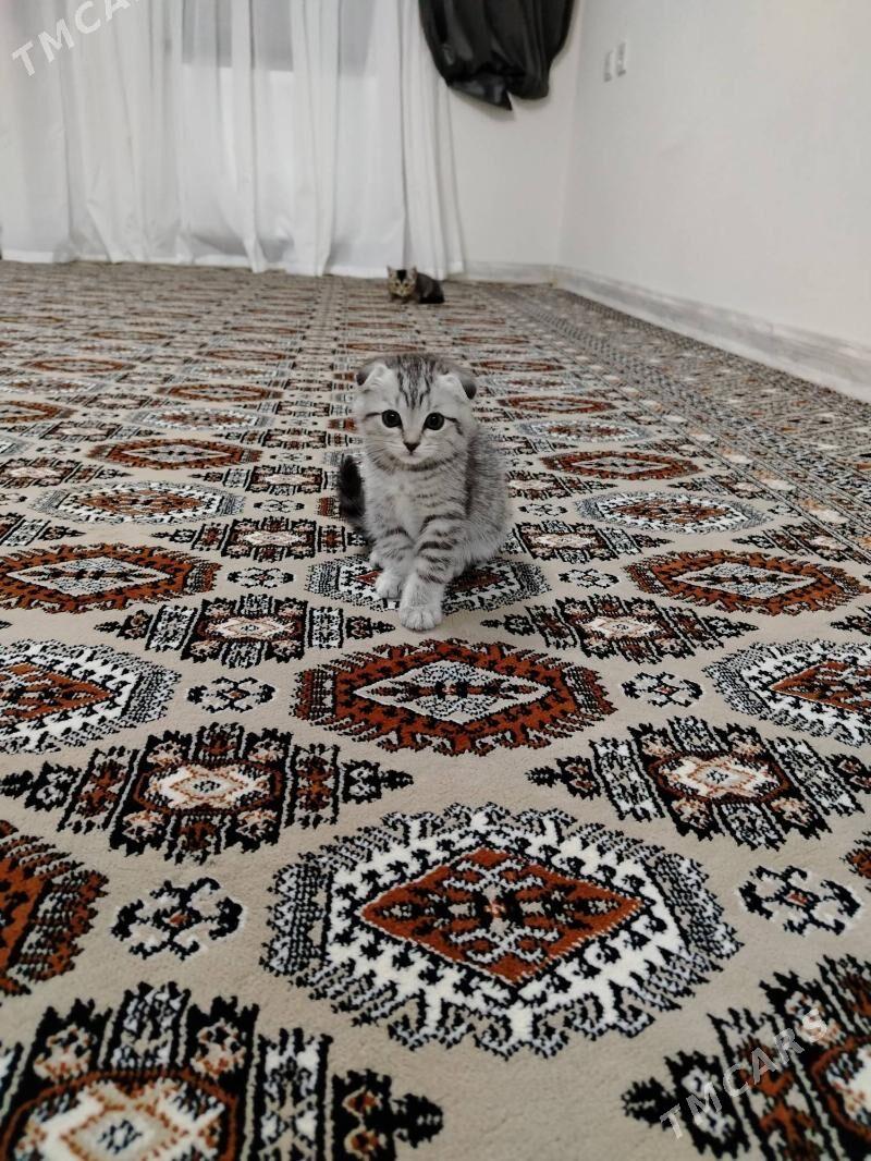 Paroda pisik - Балканабат - img 4