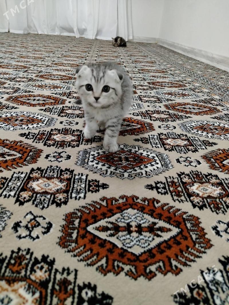 Paroda pisik - Балканабат - img 2