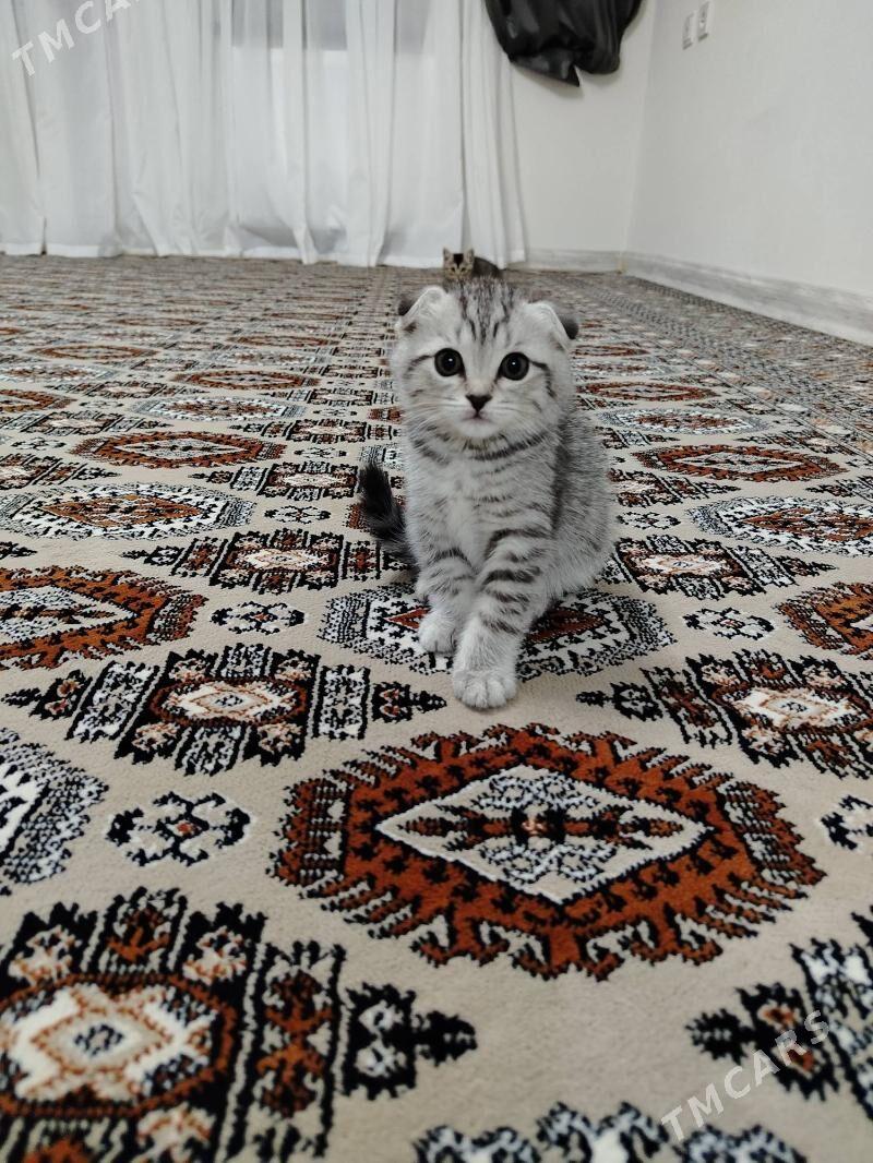 Paroda pisik - Балканабат - img 5