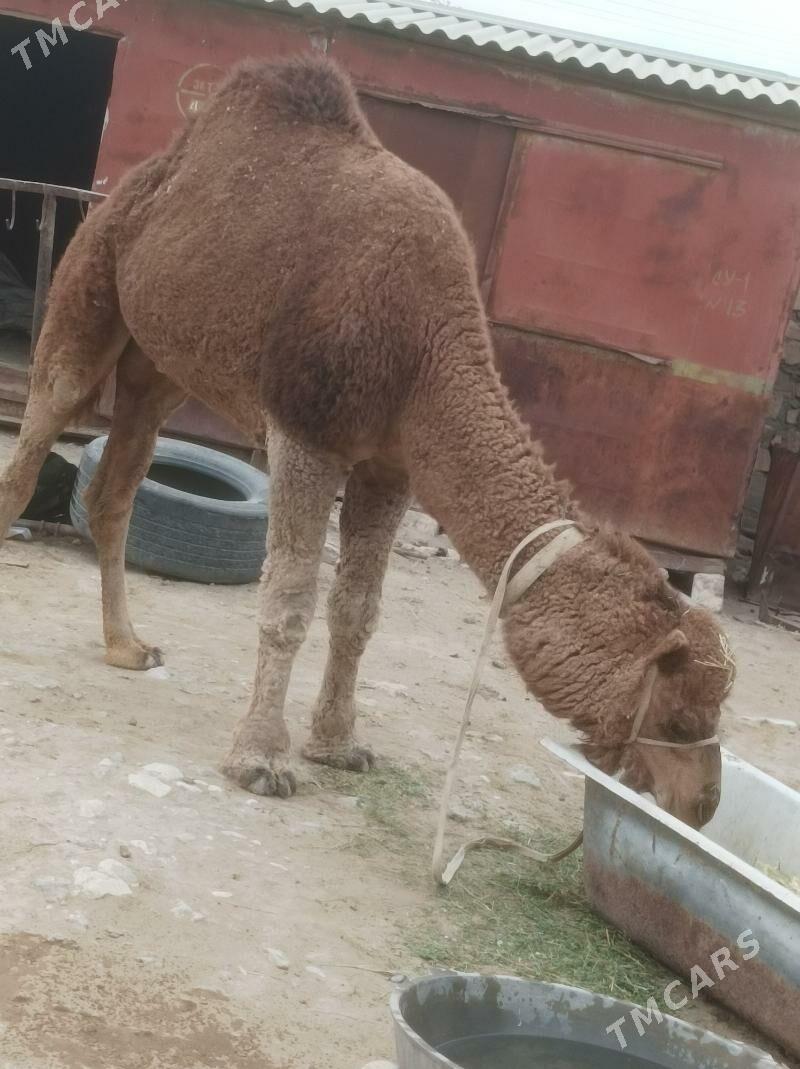 Howir Erkek - Гумдаг - img 2