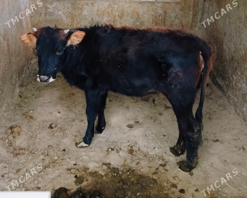 göle şiwes - Бузмеин - img 2