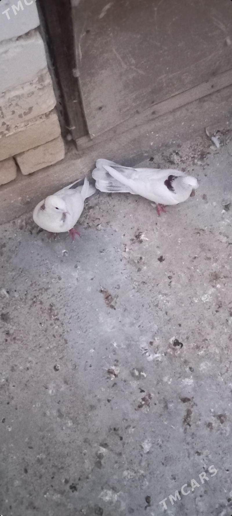 kepderi - Чоганлы - img 1