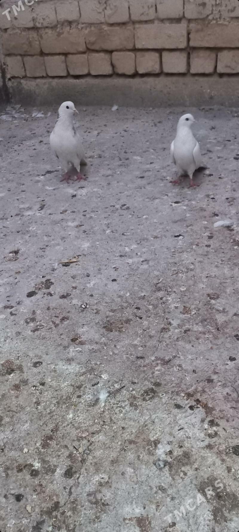 kepderi - Чоганлы - img 5