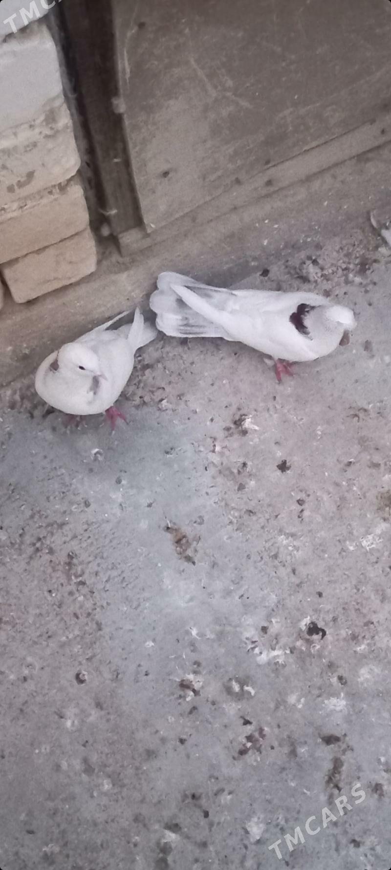 kepderi - Чоганлы - img 3