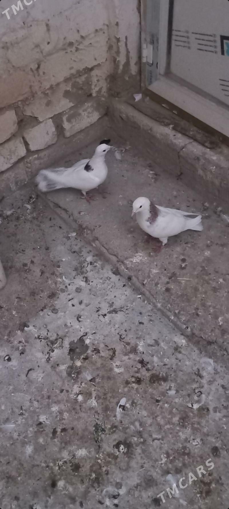 kepderi - Чоганлы - img 4