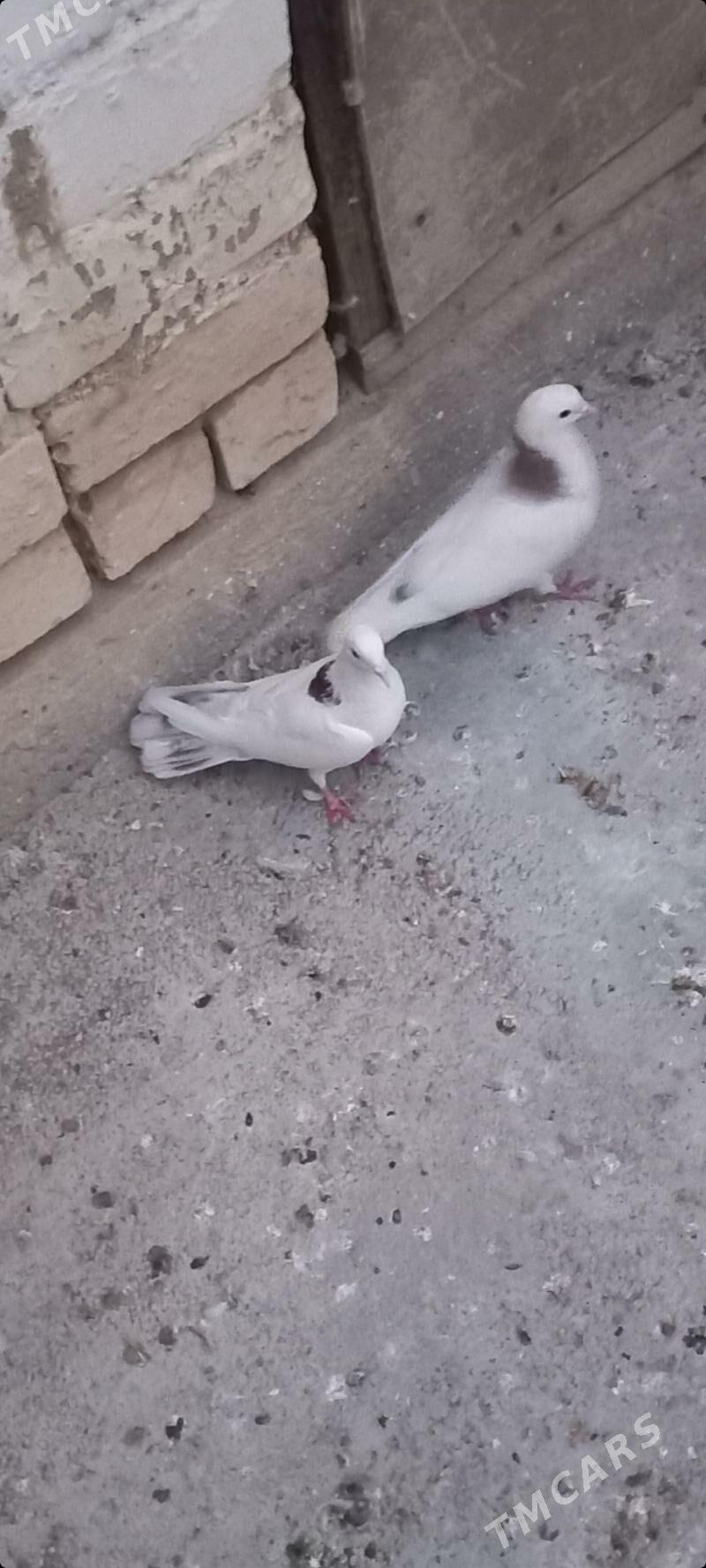 kepderi - Чоганлы - img 2