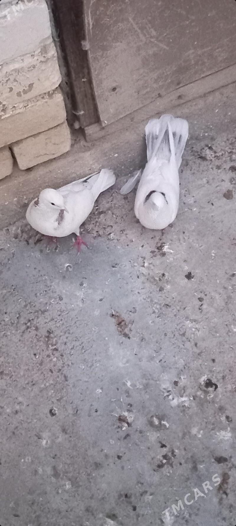 kepderi - Чоганлы - img 6