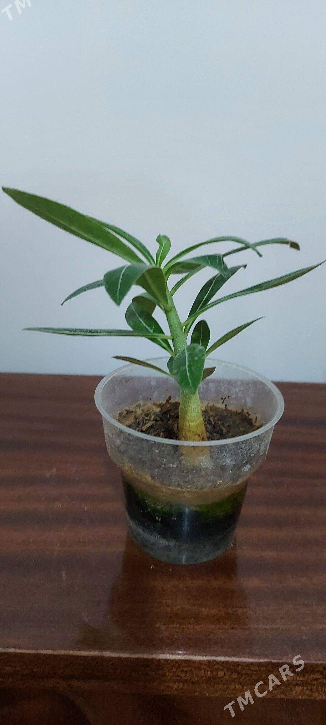 Адениум - Podwoýski köç. (Bitarap Türkmenistan şaýoly) - img 2