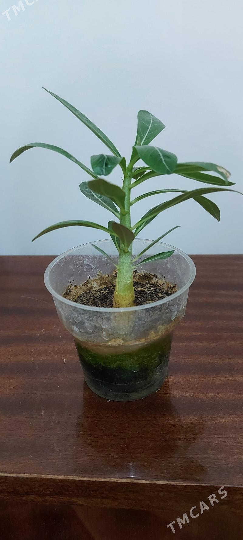 Адениум - Podwoýski köç. (Bitarap Türkmenistan şaýoly) - img 3