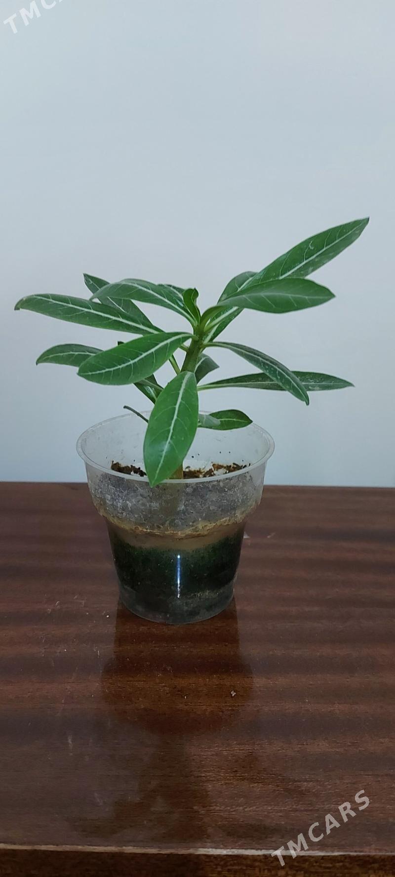 Адениум - Podwoýski köç. (Bitarap Türkmenistan şaýoly) - img 4