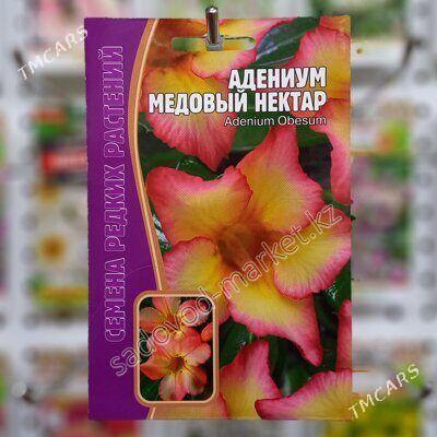 Адениум - Podwoýski köç. (Bitarap Türkmenistan şaýoly) - img 5