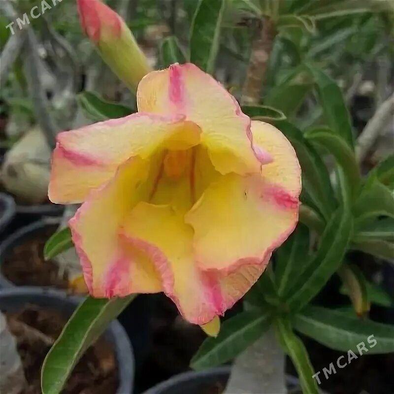 Адениум - Podwoýski köç. (Bitarap Türkmenistan şaýoly) - img 1